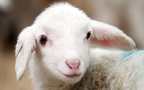 かわいい子羊、子羊、 HDデスクトップの壁紙 HD wallpaper