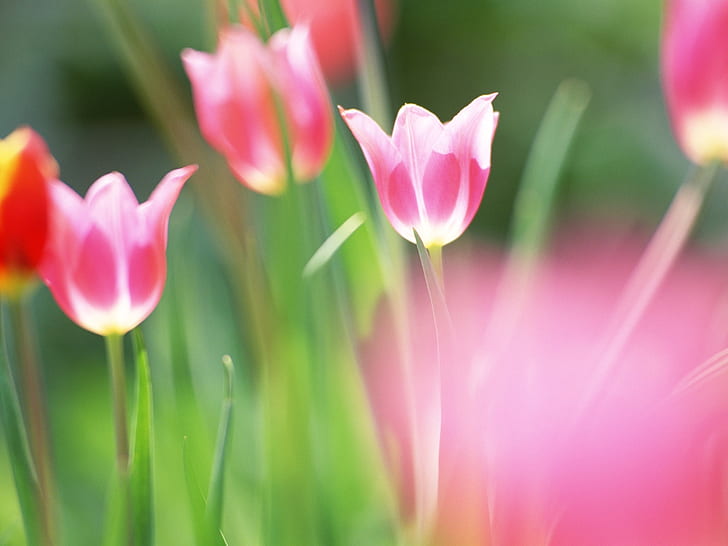 Fotografi makro tulip ungu, Ungu, Tulip, Makro, Fotografi, Wallpaper HD
