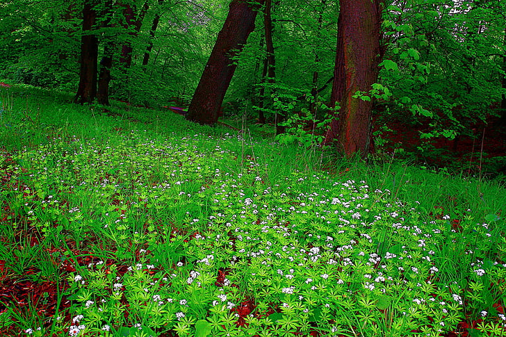 forest, grass, trees, flowers, the edge, HD wallpaper