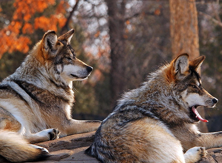 two brown-and-black wolves, wolves, couple, down, yawn, HD wallpaper