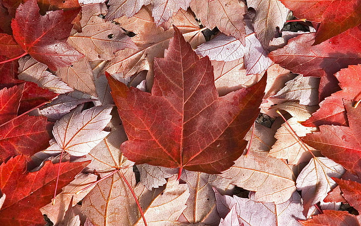 Red Maple Leave, autumn, nature, maple, leave, HD wallpaper