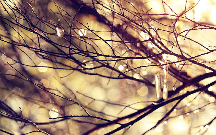 black leafless twigs, branch, glare, icicles, HD wallpaper