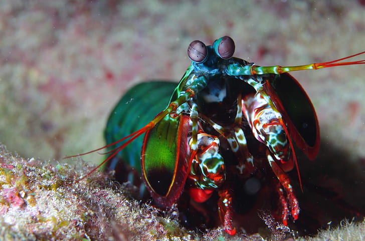 mantis shrimp 4k new hd, HD wallpaper