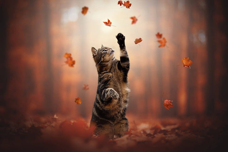 musim gugur, kucing, daun, kaki, berdiri, Wallpaper HD