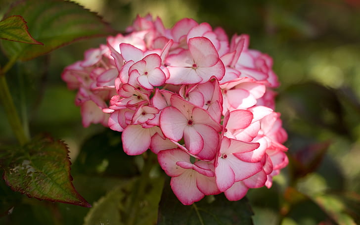 Różowy kwiat hortensji, kwiaty hortensji, kwiat hortensji, różowa hortensja, Tapety HD