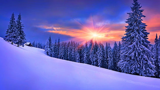 숲 나무 필드, 자연, 겨울, 풍경, 눈, 소나무, HD 배경 화면 HD wallpaper
