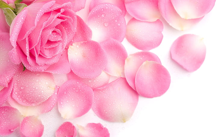 Pétalas de rosa cor de rosa, rosa, rosa, pétalas, HD papel de parede
