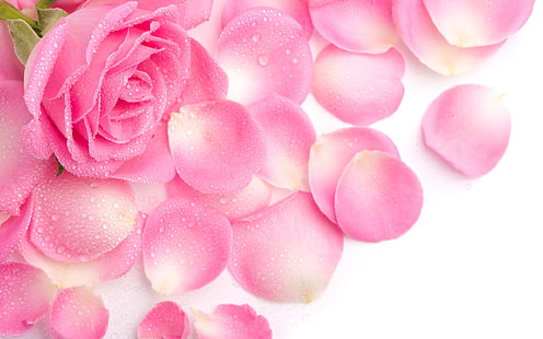 Pétalas de rosa cor de rosa, rosa, rosa, pétalas, HD papel de parede HD wallpaper