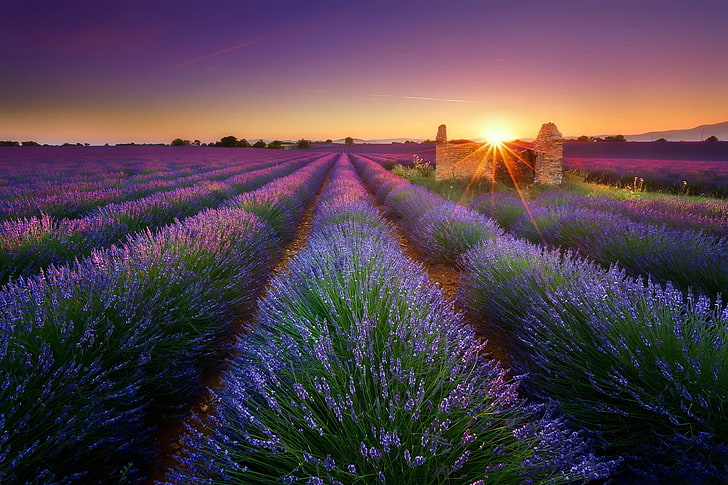 purple, landscape, plants, Sun, field, sky, HD wallpaper