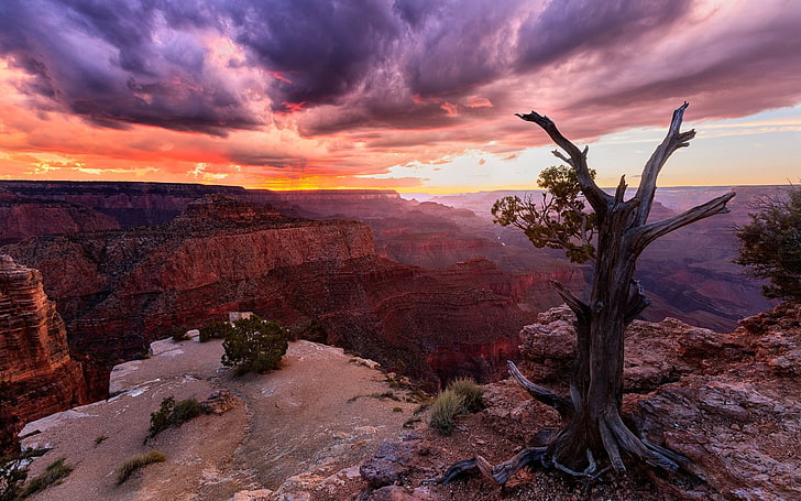 nature, landscape, sunset, canyon, clouds, trees, Grand Canyon, USA, Arizona, dead trees, HD wallpaper