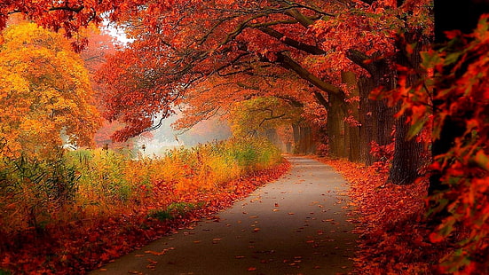 jesień, liście, roślinność, liściaste, drzewo, klon, las, krajobraz, światło słoneczne, ścieżka, wieczór, gałąź, dekoracje teatralne, ścieżka, ścieżka leśna, kolor liści jesienią, Tapety HD HD wallpaper