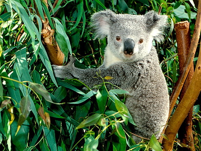 Animale, Koala, Sfondo HD HD wallpaper