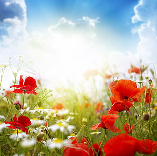 röda kronblad blommor, vallmo, prästkragar, oskärpa, himmel, fält, moln, sol, HD tapet HD wallpaper