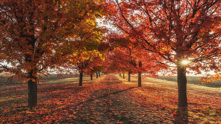 czerwone liście, alejka drzew, jesień, jesienny krajobraz, jesienne kolory, jesienne drzewa, Tapety HD