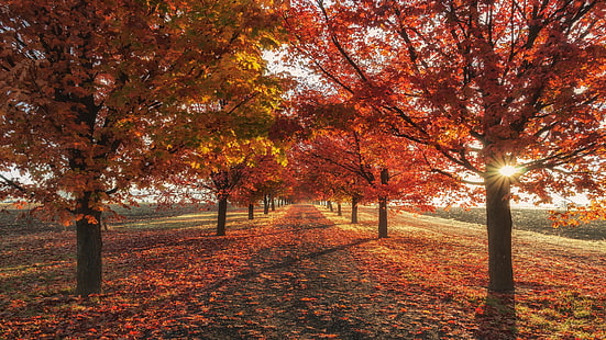 red leaves, tree lane, autumn, autumn landscape, autumn colors, autumn trees, HD wallpaper HD wallpaper