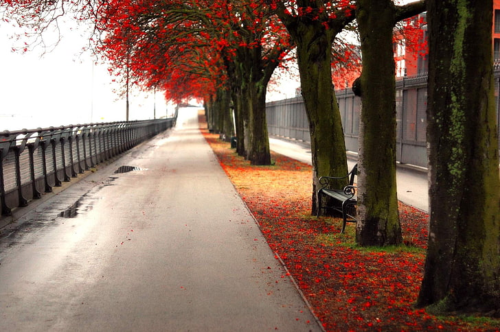 pohon, bangku, daun merah, jatuh, jalan, perkotaan, Wallpaper HD