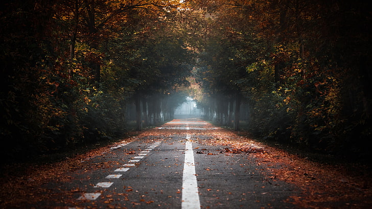 自然、秋、光、森、道、雰囲気、木、闇、日光、道路、 HDデスクトップの壁紙