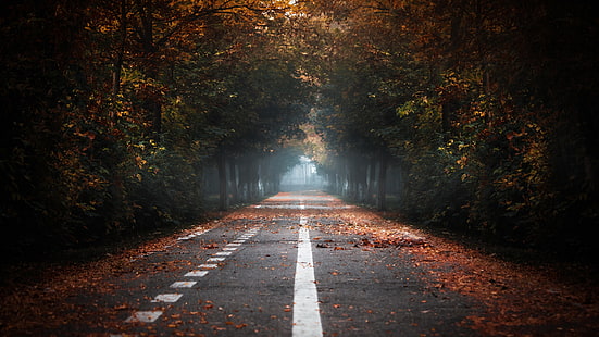naturaleza, otoño, luz, bosque, camino, atmósfera, árbol, oscuridad, luz solar, camino, Fondo de pantalla HD HD wallpaper