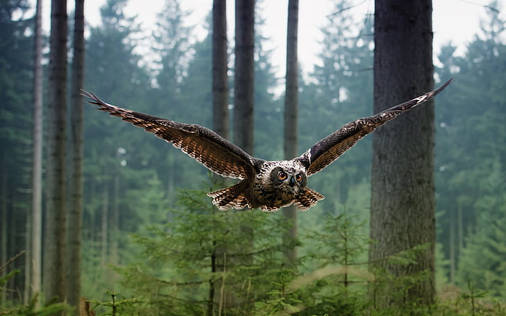 Birds of owl flying in the forest, Birds, Owl, Flying, Forest, HD wallpaper