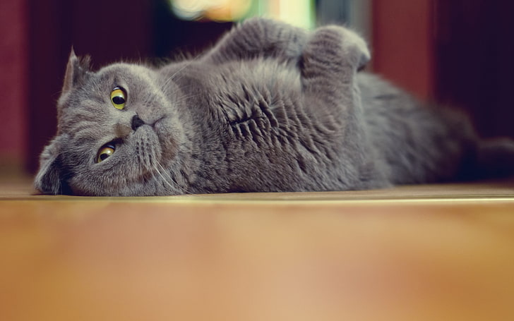 Scottish fold cat, cat, briton, floor, lying, playful, HD wallpaper