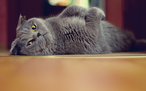 Шотландская вислоухая кошка, кот, британец, пол, лежит, игривый, HD обои HD wallpaper