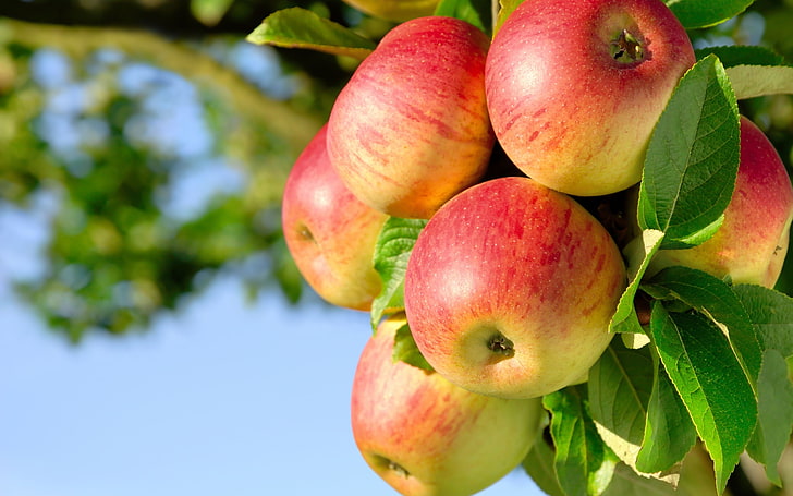 التفاح على الغصن ، ثمار التفاح الأحمر ، الطبيعة ، الطعام ، الأغصان ، الشجرة ، التفاح ، الفاكهة، خلفية HD