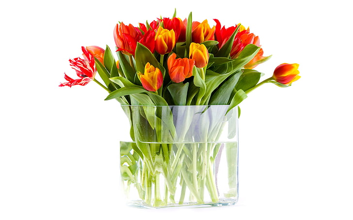rote Tulpe Blumen, Wasser, Blumen, Strauß, Tulpen, Vase, HD-Hintergrundbild