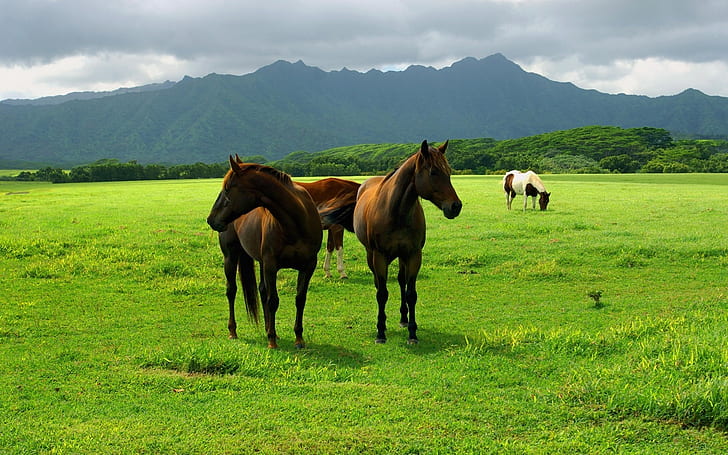 Horse grazing on the grasslands, Horse, Grazing, Grasslands, HD wallpaper
