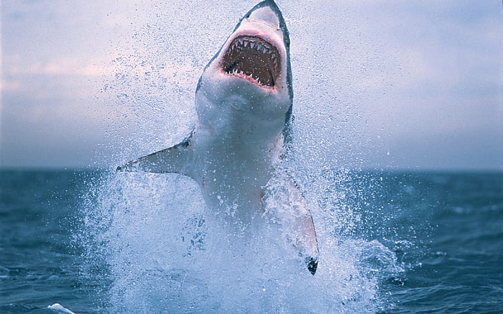 Tubarão pulando fora da água, tubarão, salto, água, HD papel de parede
