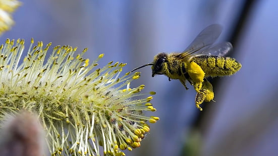 abelha, natureza, abelhas, inseto, plantas, animais, HD papel de parede HD wallpaper