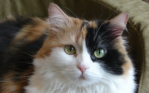 ситцевый кот, кот, дом, пятнистый, морда, хорошо, HD обои HD wallpaper