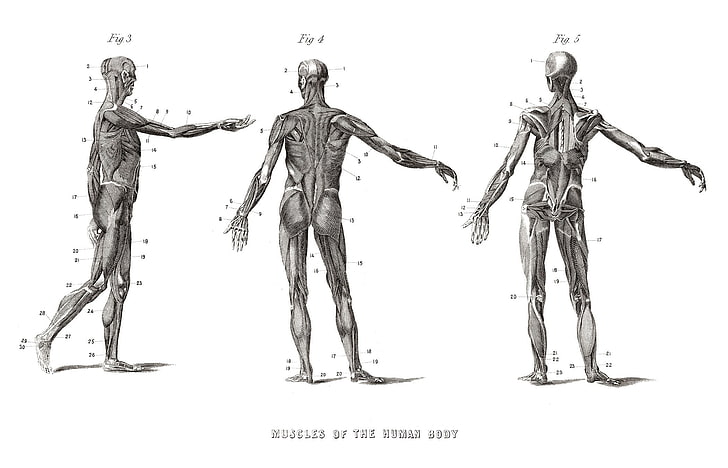 tiga ilustrasi manusia, sains, Wallpaper HD