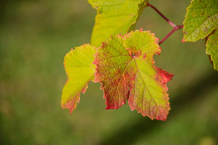 green and red leaf close-up photo, Autumn leaves, leaves  green, red leaf, close-up, photo, Botanic garden, Botaniska trädgården, Lund, exif, model, canon eos, 760d, geo, country, camera, iso_speed, state, city, geo:location, lens, ef, s18, f/3.5, focal_length, mm, aperture, ƒ / 5, canon, leaf, nature, autumn, season, tree, plant, outdoors, forest, green Color, branch, HD wallpaper
