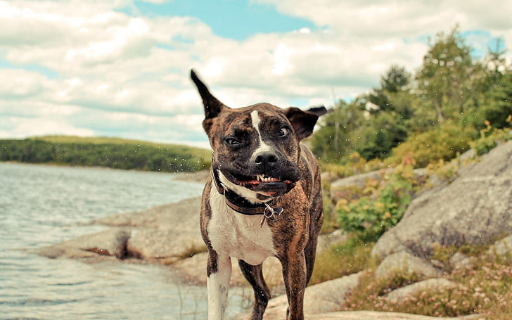 성인 얼룩 미국 핏불 테리어, 개, 산책, 발견, 바람, 분노, HD 배경 화면