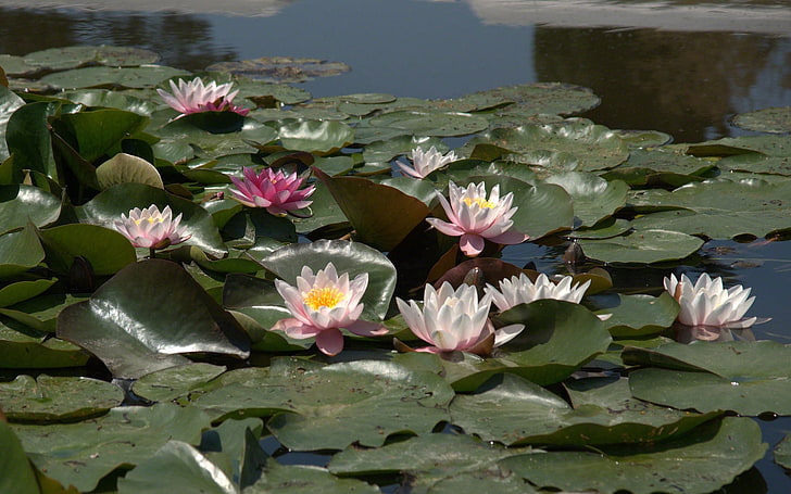 pink and purple lotus flowers, lilies, leaves, water, swamp, HD wallpaper