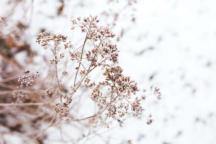 detail, dried, flower, flowers, little, nature, small, withered, HD wallpaper