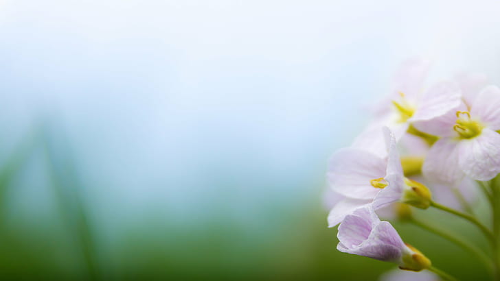 fiore petalo bianco e viola in fotografia da vicino, primavera bianco, viola, fiore, fotografia da vicino, ultra hd, 4K, 4K2K, natura, pianta, primavera, petalo, freschezza, primo piano, capolino, bellezza in natura, fiore, Sfondo HD