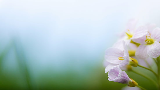 bunga petaled putih-dan-ungu dalam fotografi close up, Musim semi putih, ungu, bunga, fotografi close up, ultra hd, 4K, 4K2K, alam, tanaman, musim semi, daun bunga, kesegaran, close-up, kepala bunga, keindahan di alam, mekar, Wallpaper HD HD wallpaper