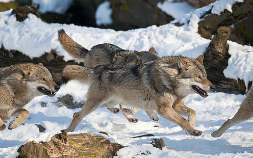 pack of wolves, wolf, HD wallpaper HD wallpaper