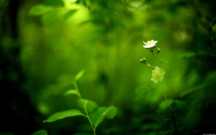 alam, bunga putih, latar belakang hijau, tanaman, bunga, Wallpaper HD