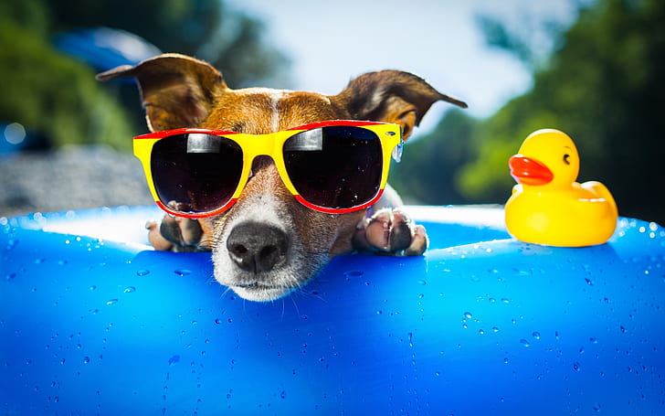 Dog Cool Look, sunglasses, funny, puppy, toys, HD wallpaper