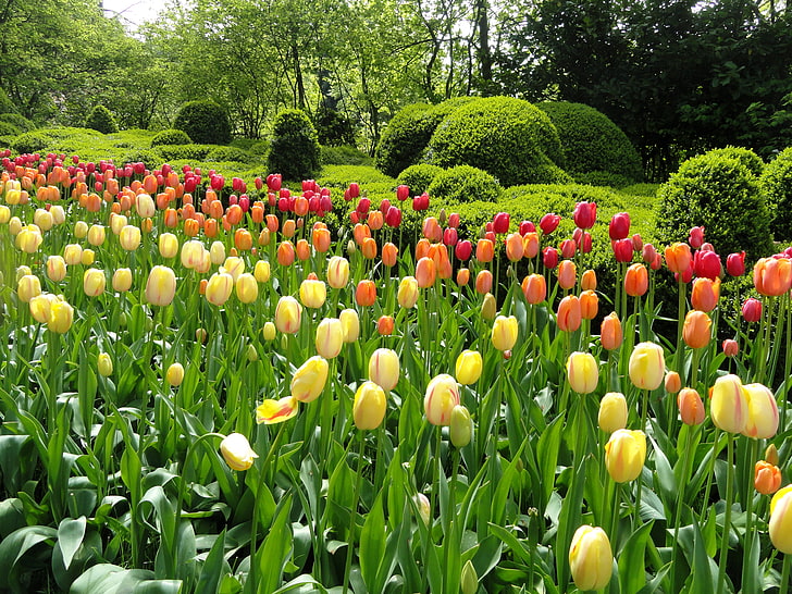 champ de fleurs tulipe jaune, orange et rouge, verts, arbres, fleurs, parc, jardin, tulipes, coloré, lits, Fond d'écran HD
