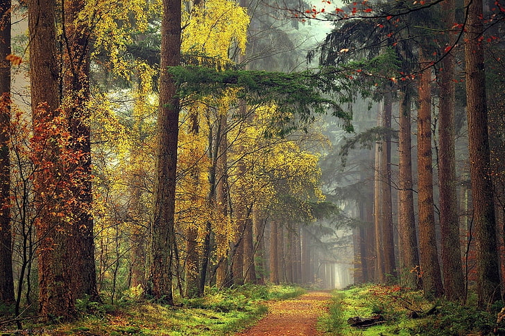 naturstig, gröna blad skogsträd, skog, stig, dimma, falla, gräs, gul, röd, grön, träd, landskap, natur, HD tapet