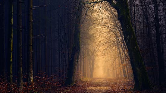  forest, gloomy, pathway, fall, Johannes Plenio, HD wallpaper HD wallpaper