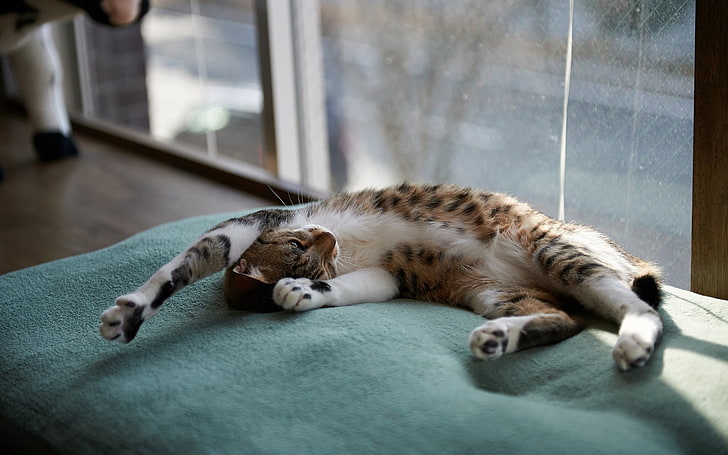 коричнево-белый полосатый кот, кот, пух, сон, коврик, окно, HD обои