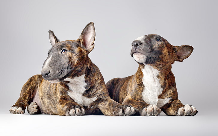 two tan brindle-and-white bull terrier puppies, dogs, background, bull Terriers, HD wallpaper