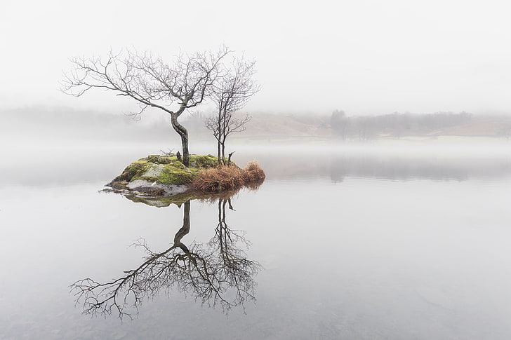 bare tree, nature, water, mist, trees, reflection, HD wallpaper