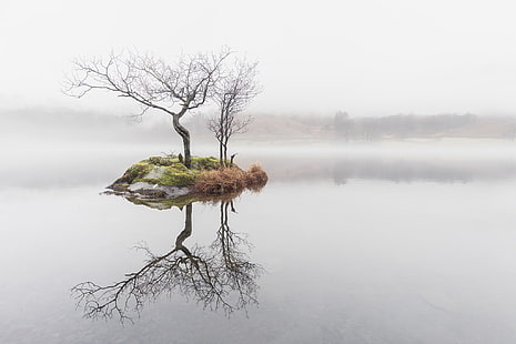 голое дерево, природа, вода, туман, деревья, отражение, HD обои HD wallpaper