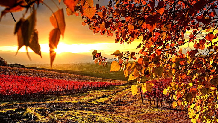 vineyard, nature, landscape, sunlight, HD wallpaper