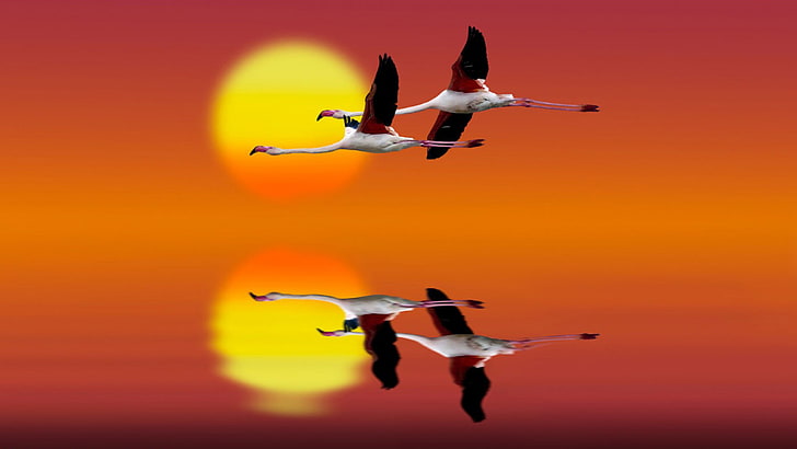 Flamingo Red Sky At Sunset Flight Art Hd Bakgrundsbilder för mobiltelefoner och bärbara datorer, HD tapet
